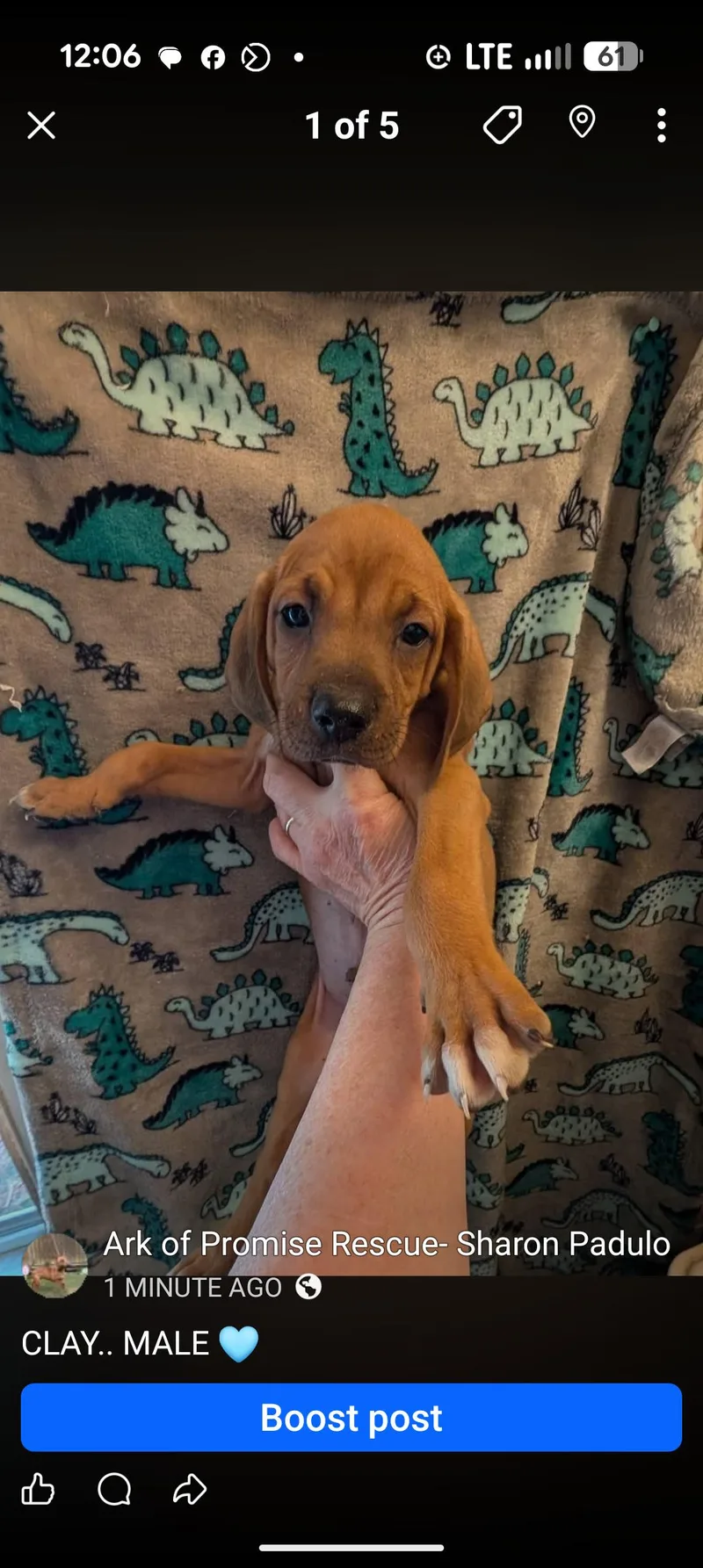 A baby medium-sized male Red / Chestnut / Orange Redbone Coonhound dog named Clay for adoption in Browns Mills, NJ