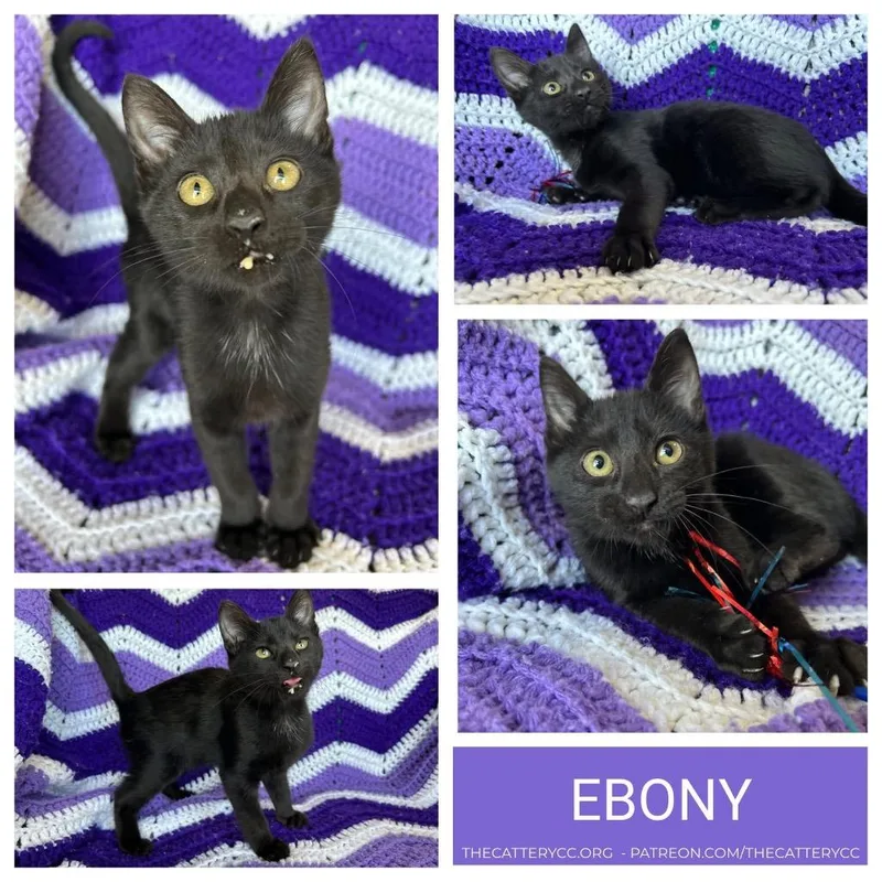 A baby small-sized male Domestic Short Hair cat named Ebony for adoption in Corpus Christi, TX