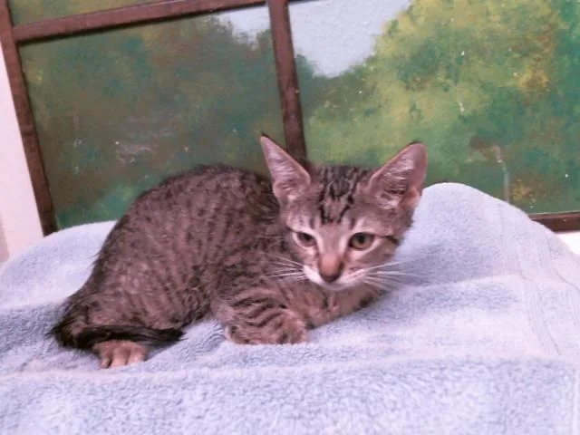 A baby small-sized female Domestic Short Hair cat named Tulip for adoption in Houston, TX