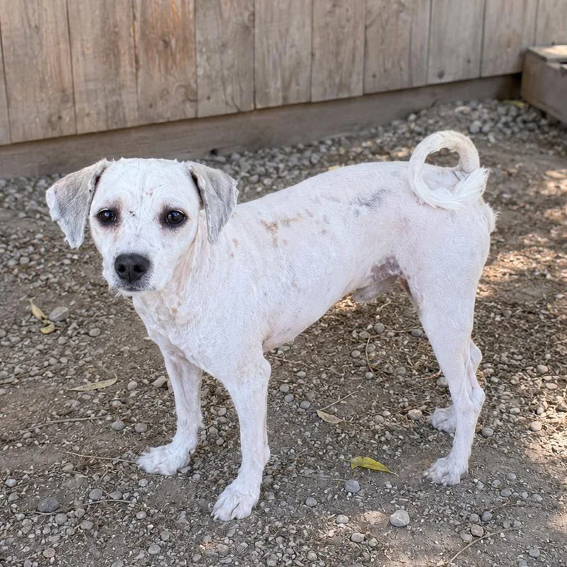A young small-sized male White / Cream Miniature Poodle dog named Bruce for adoption in Sonoma, CA