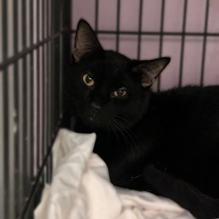 An adult medium-sized male Black Domestic Short Hair cat named Taz for adoption in Davenport, IA