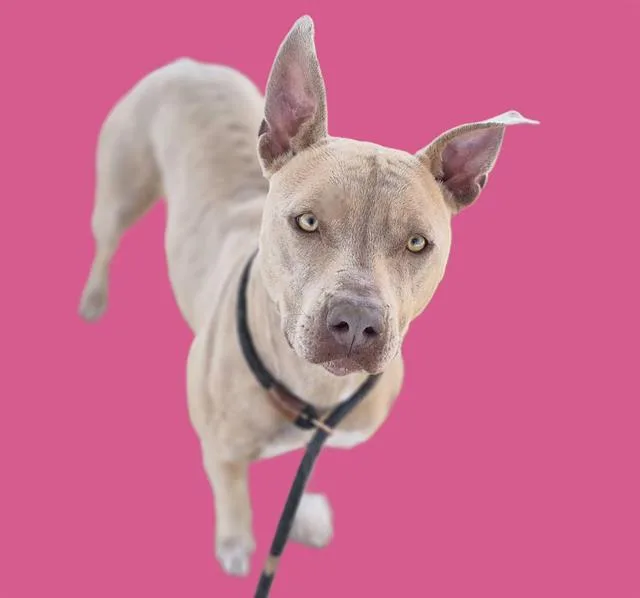 An adult medium-sized female Pit Bull Terrier dog named Brittany for adoption in Albuquerque, NM