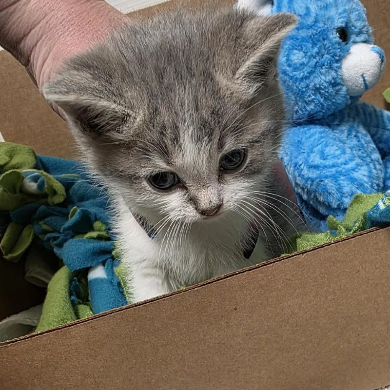 A baby small-sized male Gray / Blue / Silver Domestic Short Hair cat named Esperanza for adoption in Novelty, OH