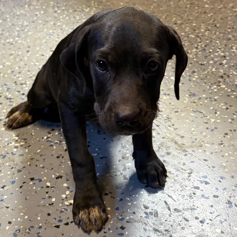 A baby small-sized female Hound dog named Laguna for adoption in Tuscaloosa, AL