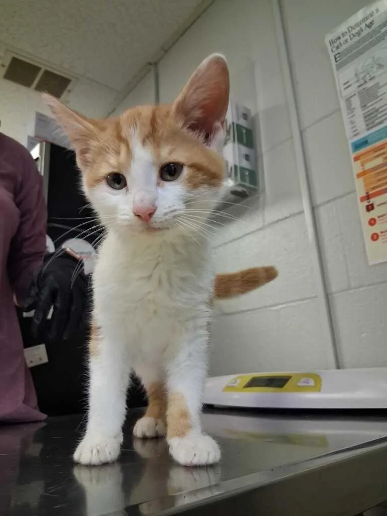 A young small-sized female Tabby (Orange / Red) Domestic Short Hair cat named Vivien Leigh for adoption in Cincinnati, OH