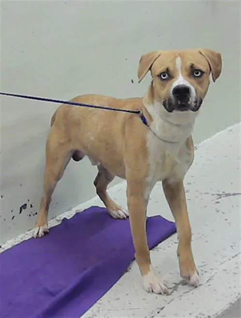 An adult medium-sized male Labrador Retriever dog named Ghost Face for adoption in Houston, TX