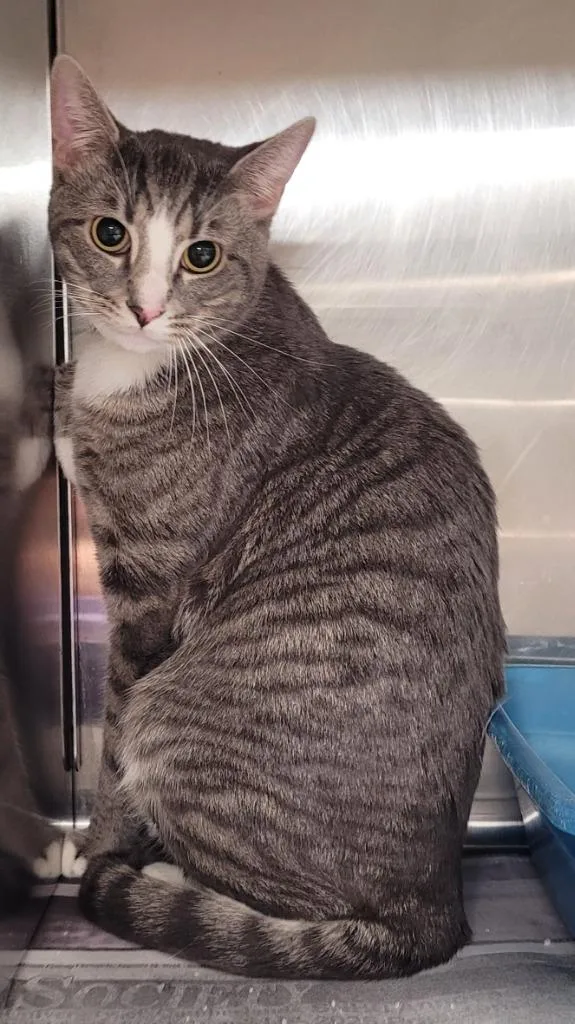 A young large-sized male Domestic Short Hair cat named Greyson Murphy for adoption in Hopkinsville, KY