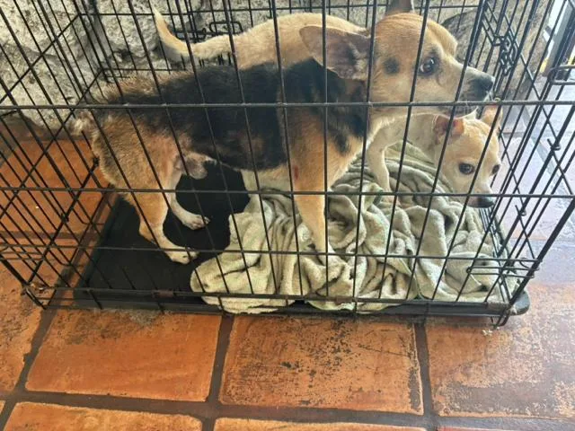 An adult small-sized male Mixed Breed dog named Parker for adoption in West Palm Beach, FL