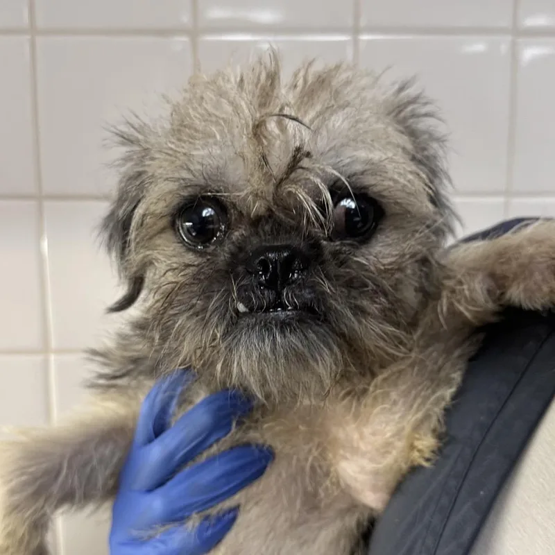 A young small-sized female Yellow / Tan / Blond / Fawn Terrier dog named Margot A for adoption in Mission Hills, CA