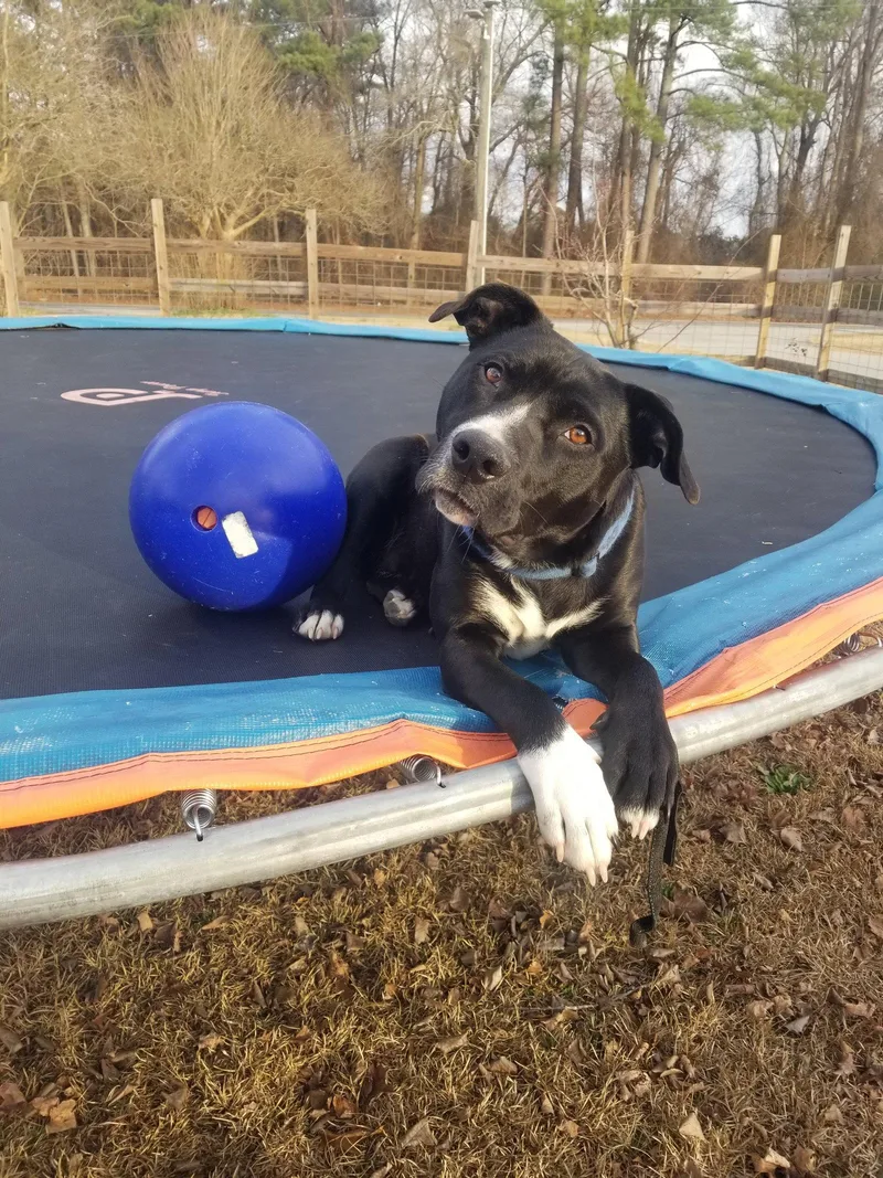A young medium-sized female Retriever dog named Raven for adoption in Hillsborough , NC