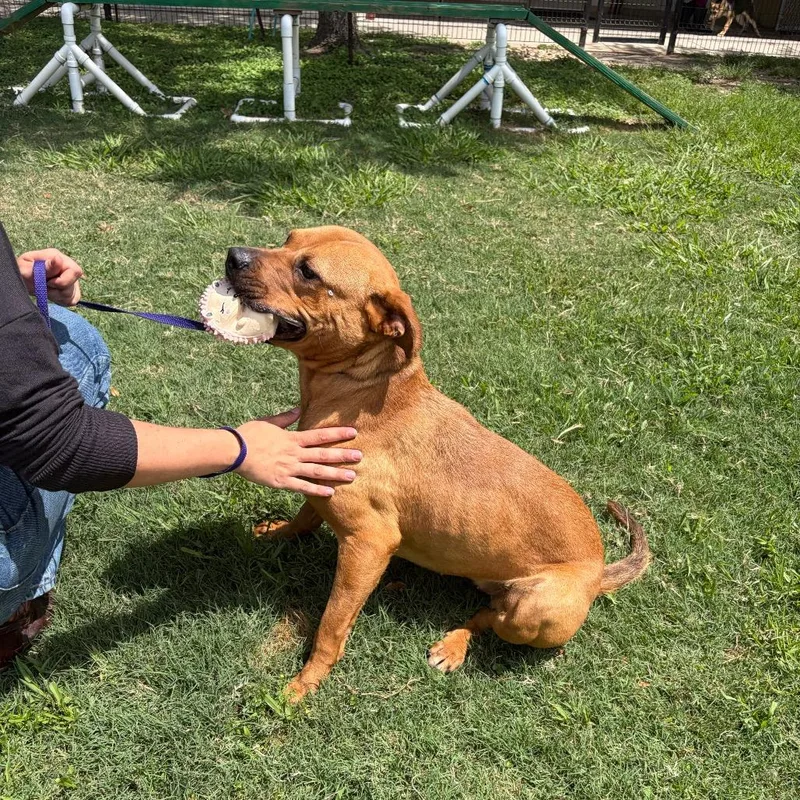 A young medium-sized female Brown / Chocolate Pit Bull Terrier dog named Mocha for adoption in Webster, TX
