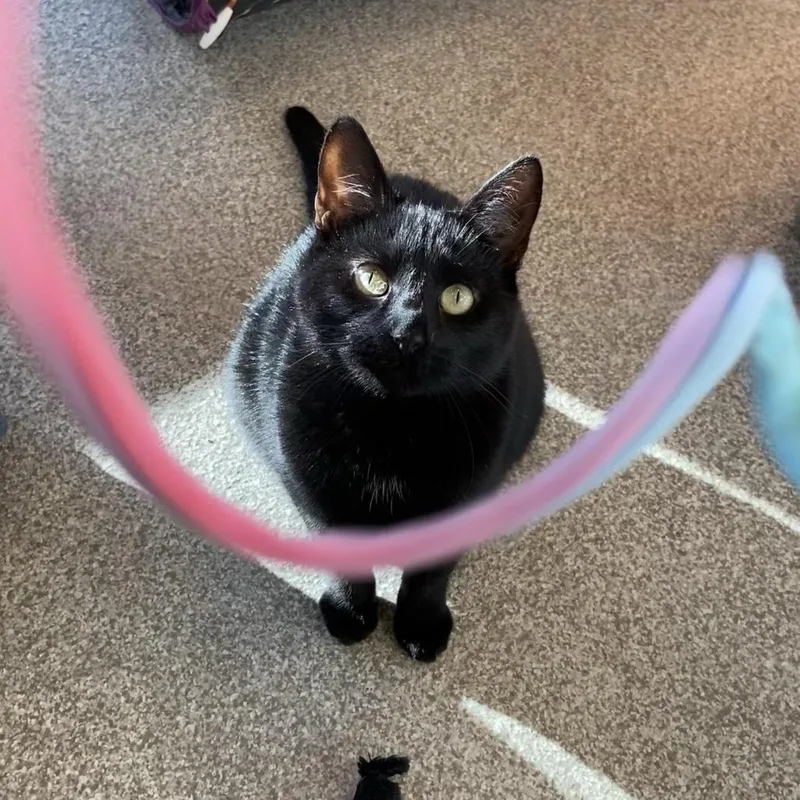 An adult medium-sized female Black Domestic Short Hair cat named Adela for adoption in Washington Township, OH
