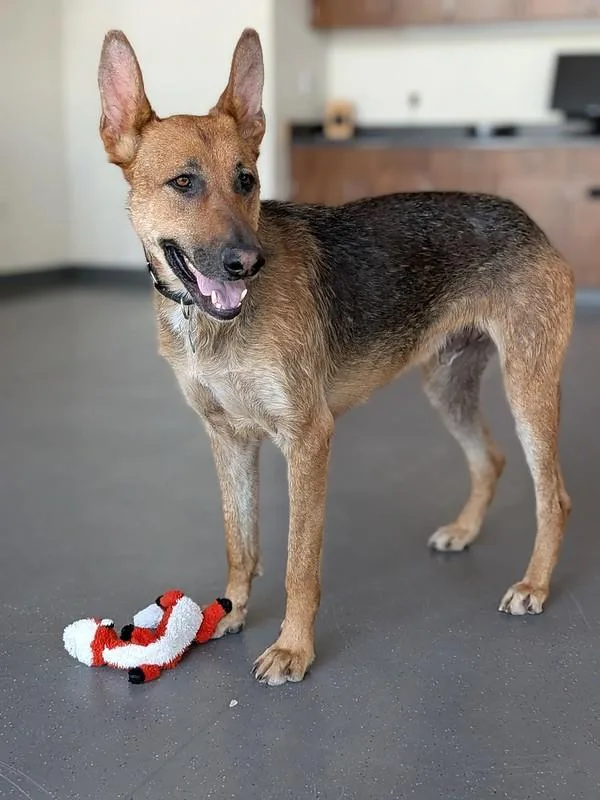 An adult large-sized male Mixed Breed dog named Duke for adoption in Truckee, CA