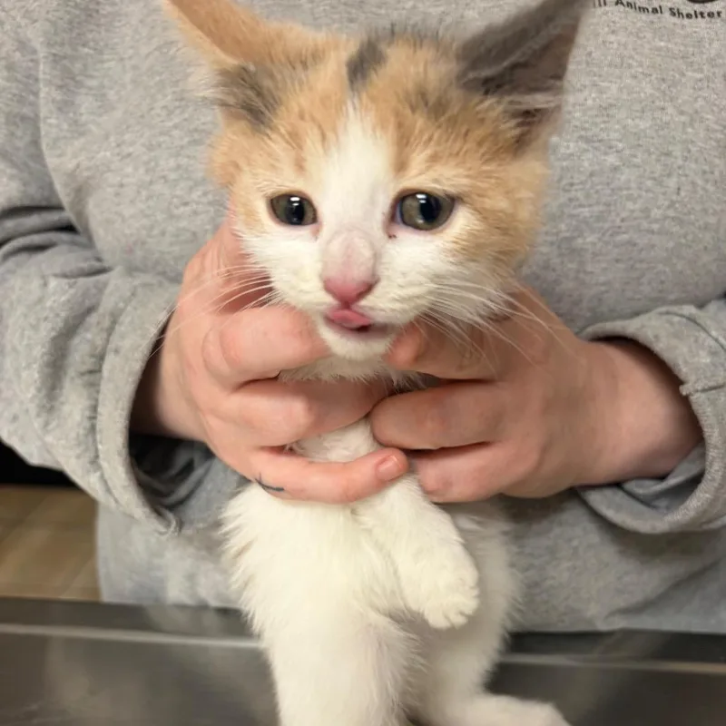 A baby small-sized female Calico Domestic Short Hair cat named Millie for adoption in Pekin, IL