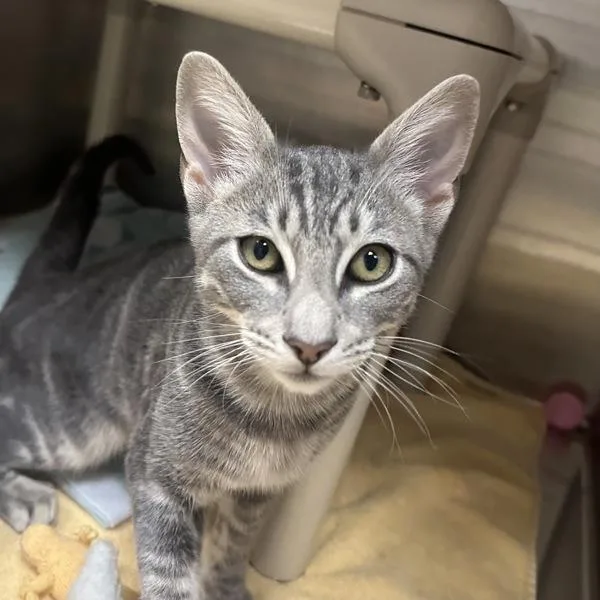 A baby small-sized male Domestic Short Hair cat named Jellycat for adoption in Walnut Creek, CA