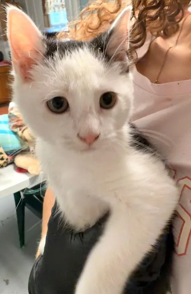 A baby medium-sized male Domestic Short Hair cat named Baldy for adoption in Pottsville, PA