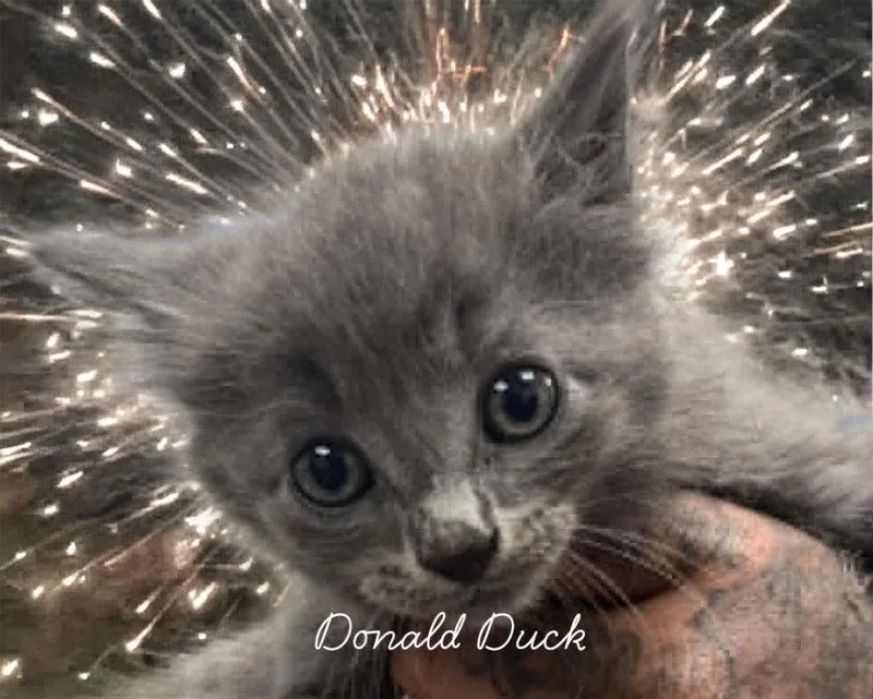 A baby small-sized male Domestic Medium Hair cat named Donald Duck for adoption in Lavonia, GA