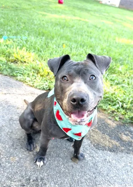 A young medium-sized male Mixed Breed dog named Gustaf for adoption in Haw River, NC