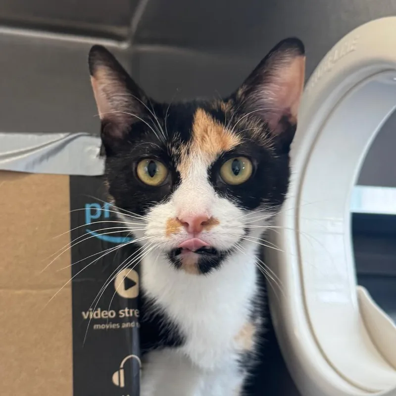 An adult medium-sized female Calico Domestic Short Hair cat named Coco for adoption in West Olive, MI