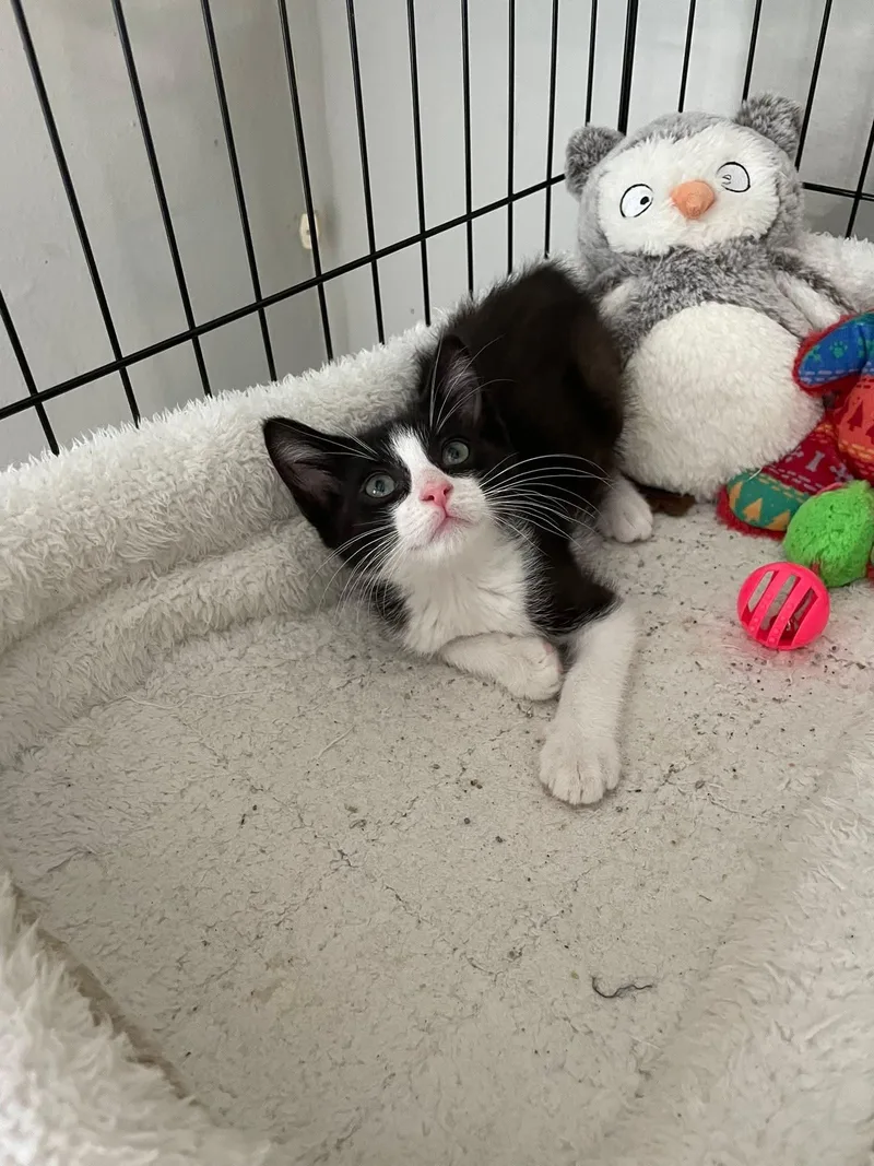 Kingsley Ort thumbnail 2