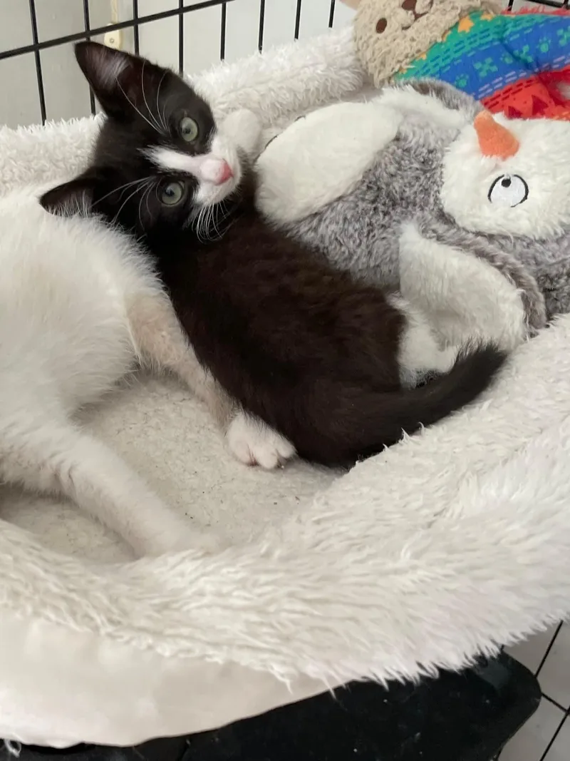 Kingsley Ort thumbnail 3