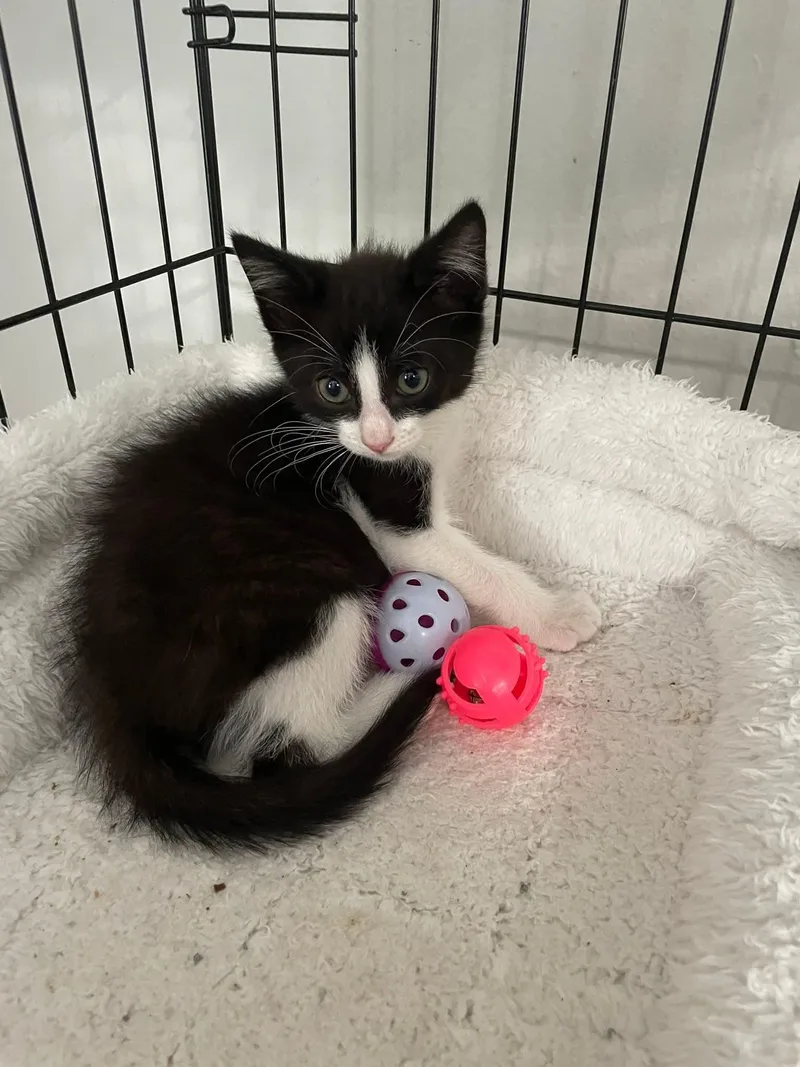 Kingsley Ort thumbnail 4