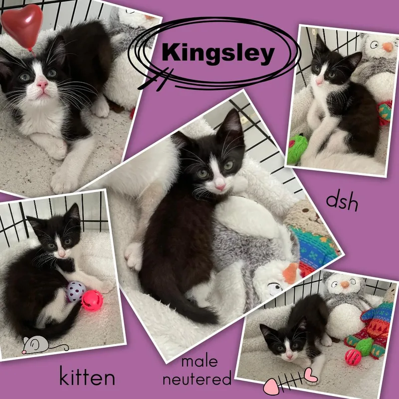 Kingsley Ort thumbnail 5