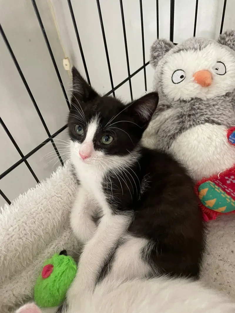 A baby medium-sized male Black & White / Tuxedo Domestic Short Hair cat named Kingsley Ort for adoption in Missouri City, TX