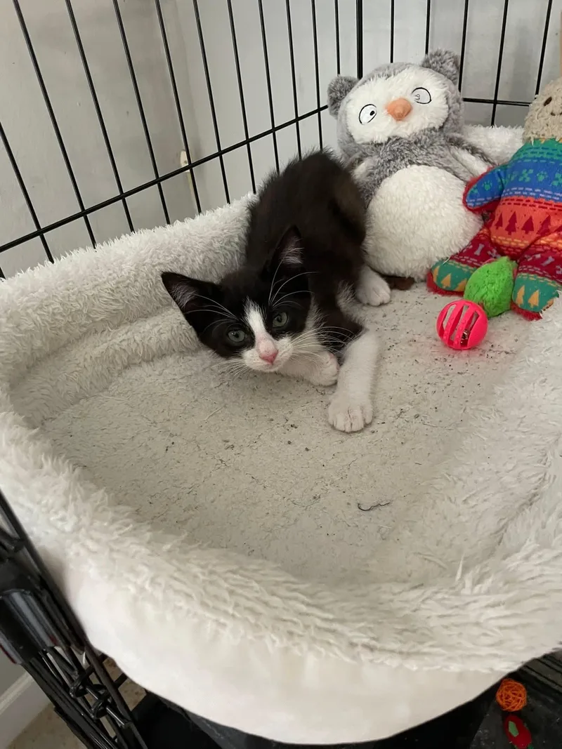 Kingsley Ort thumbnail 6