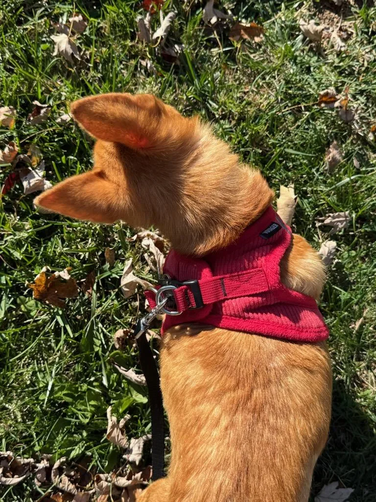 Johnnynew Update! thumbnail 2