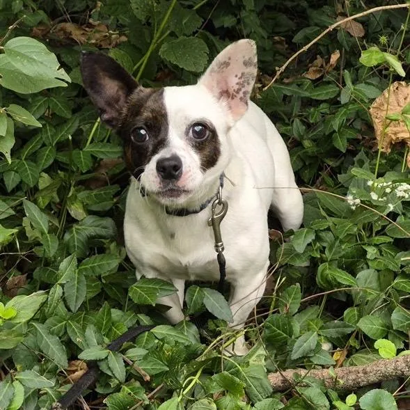An adult small-sized male Chihuahua dog named Moby for adoption in Springboro, OH