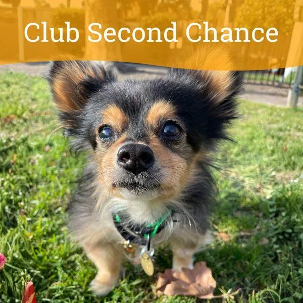 A senior small-sized female Chihuahua dog named Izzy for adoption in Oakland, CA