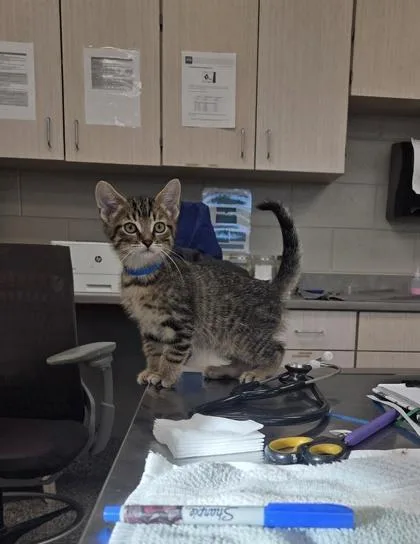 A baby small-sized male Domestic Short Hair cat named Noodle for adoption in Westland, MI
