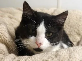 A young medium-sized male Black & White / Tuxedo Domestic Short Hair cat named Tibbs for adoption in Anaconda, MT