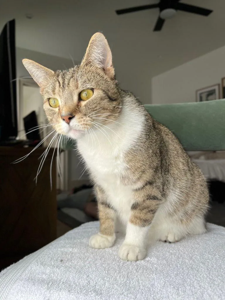 Cappuccino thumbnail 3