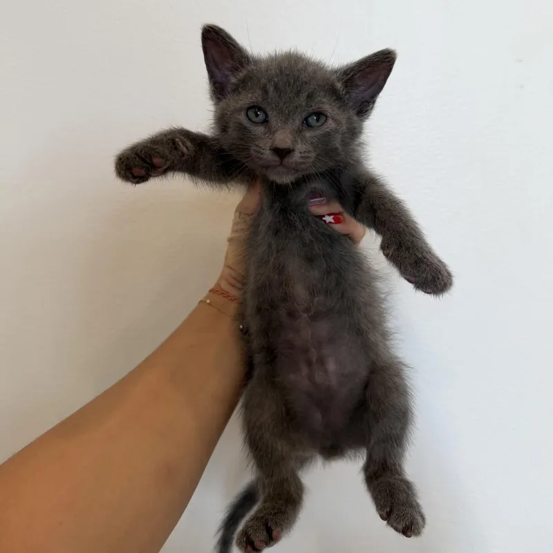 A baby medium-sized male Gray / Blue / Silver Russian Blue cat named Aspen for adoption in Chattanooga, TN