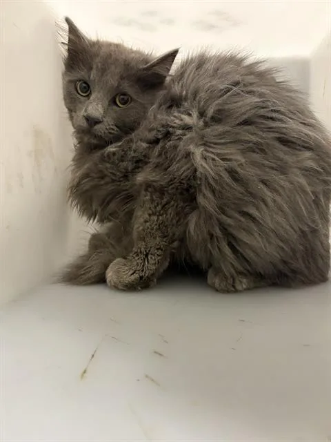 A young small-sized male Domestic Short Hair cat named Treble for adoption in Indianapolis, IN