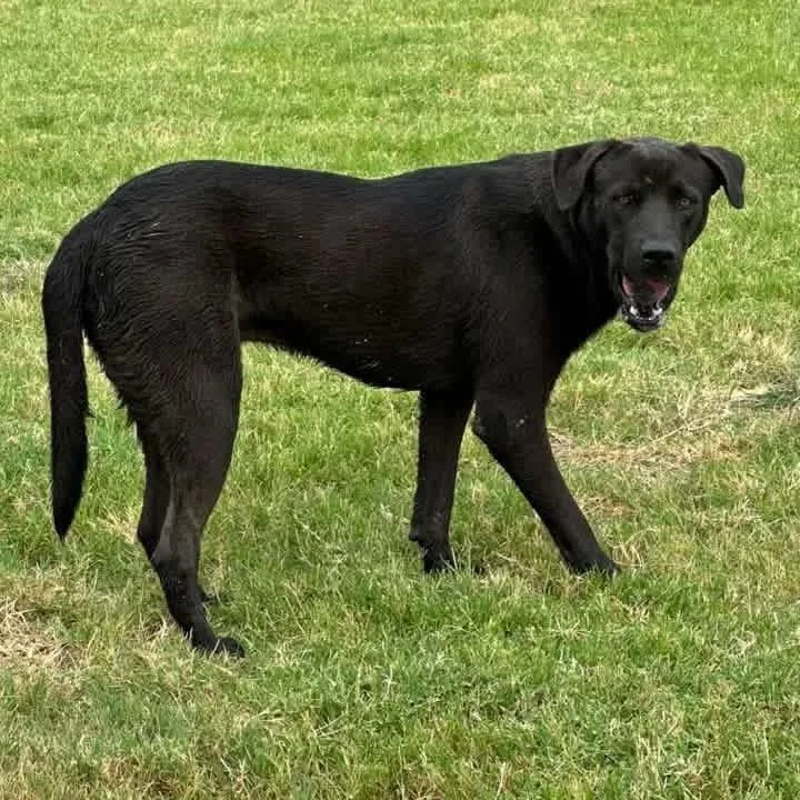 Ranger
