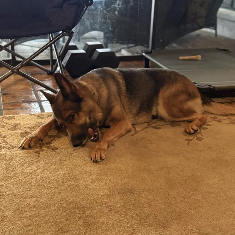 An adult large-sized female Tricolor (Brown, Black, & White) Shepherd dog named Brooklyn for adoption in Lakeland, FL