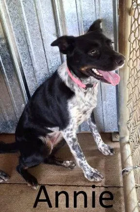 An adult medium-sized female Border Collie dog named Annie for adoption in Mountain View, AR