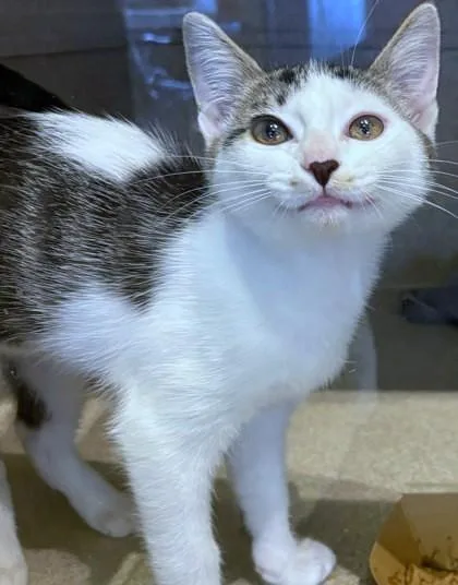 A young small-sized female Domestic Short Hair cat named Gracie for adoption in Washington, DC