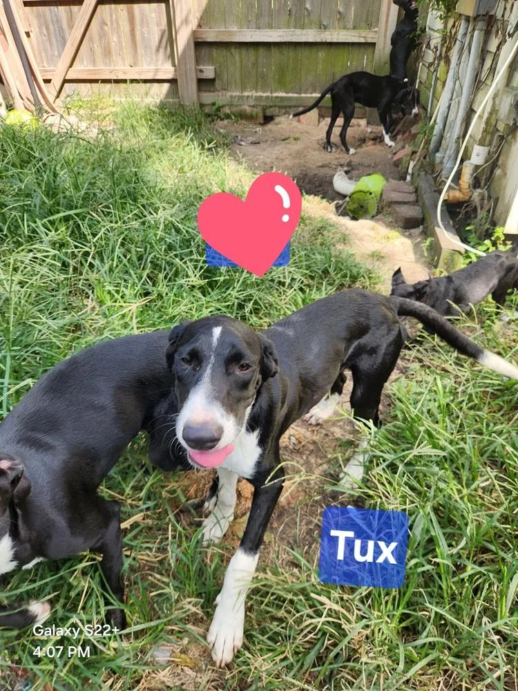 A young medium-sized male Tricolor (Brown, Black, & White) Labrador Retriever dog named Tux for adoption in Silsbee, TX