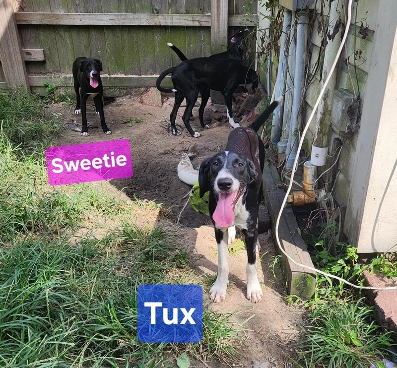 Tux thumbnail 2