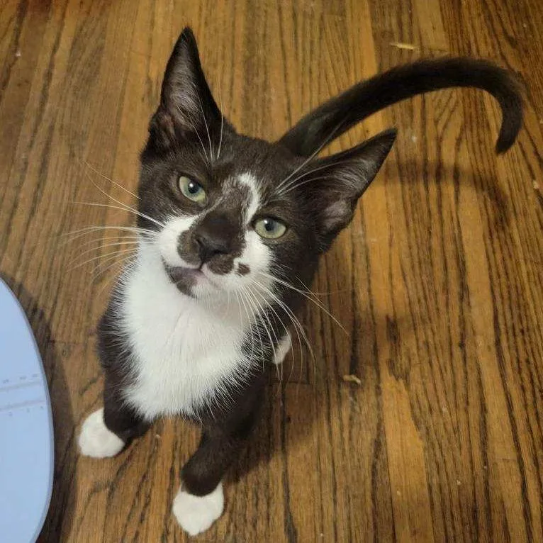 A baby small-sized male Black Domestic Short Hair cat named Creed for adoption in Mount Laurel, NJ