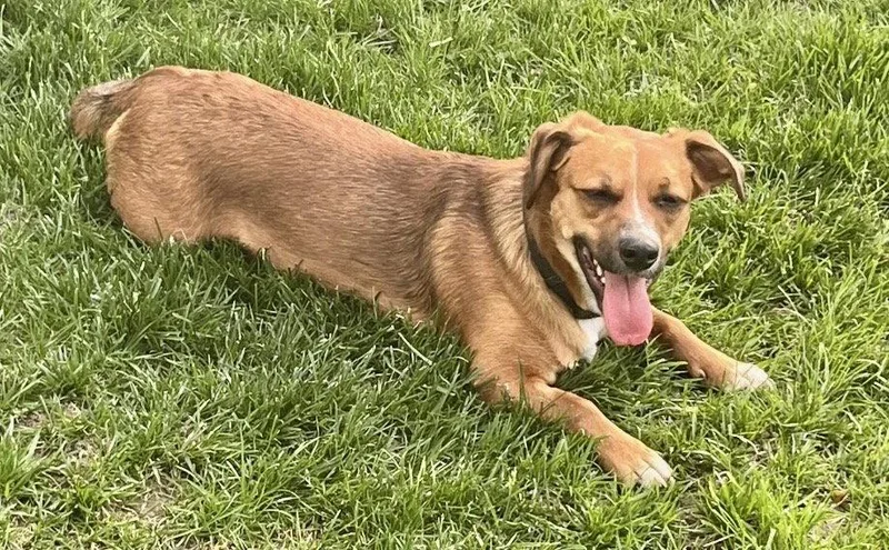 A young medium-sized male Dachshund dog named Walter for adoption in Omaha, NE