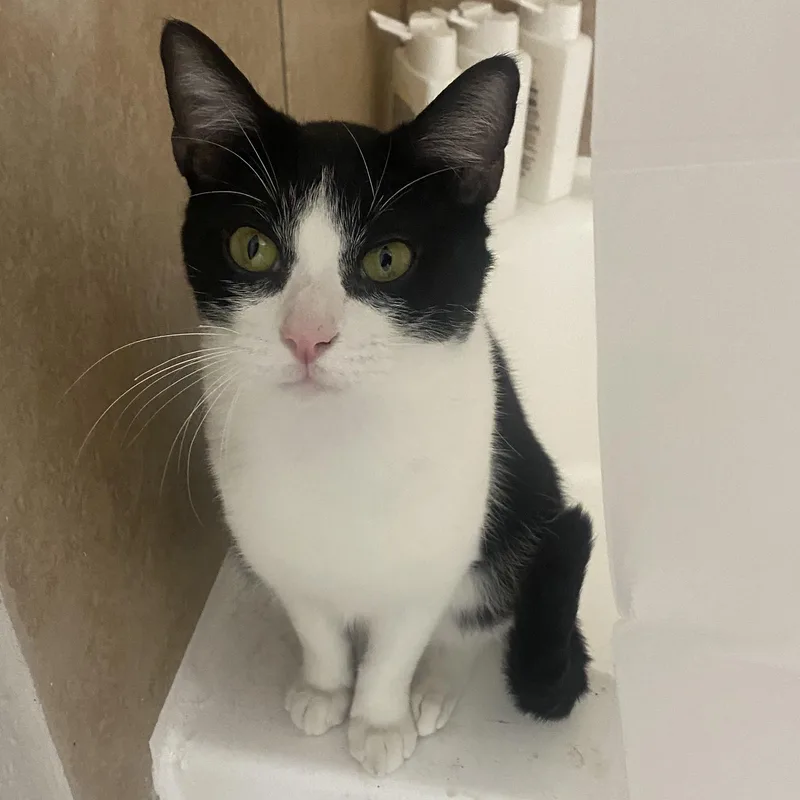 A young medium-sized male Black & White / Tuxedo Domestic Short Hair cat named Sylvester for adoption in Liverpool, TX
