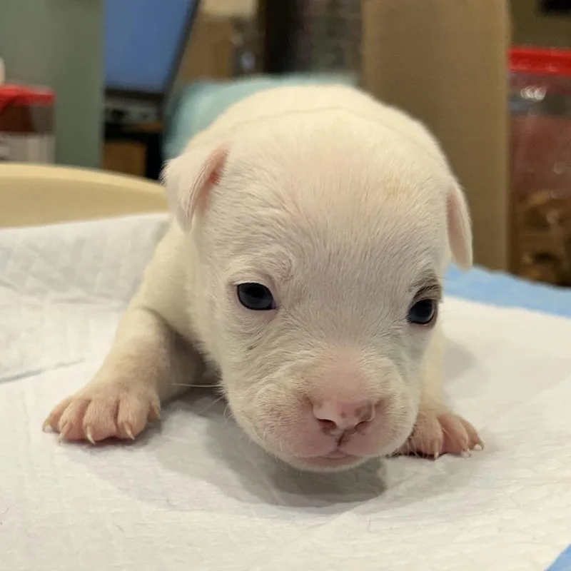 A baby small-sized female White / Cream Mixed Breed dog named Milky Way for adoption in Chattanooga, TN