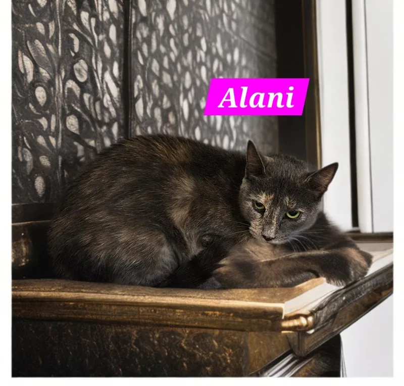 A young medium-sized female Domestic Short Hair cat named Alani for adoption in Jim Thorpe, PA