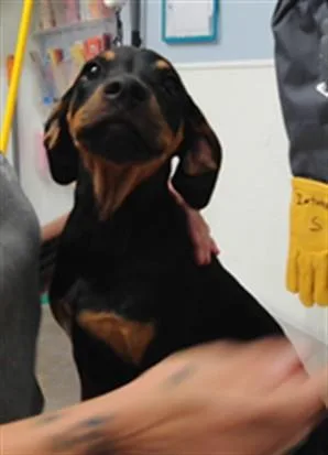A baby small-sized female English Coonhound dog named Pebbles for adoption in Albuquerque, NM