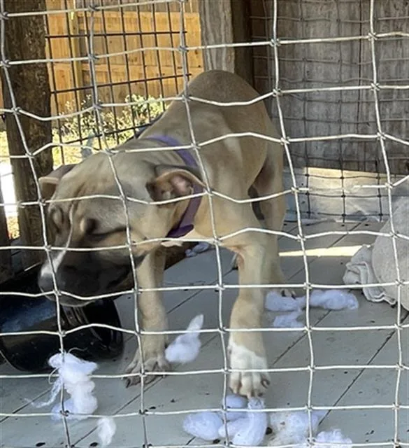 A young medium-sized male Mixed Breed dog named Cracken for adoption in Palmetto, FL